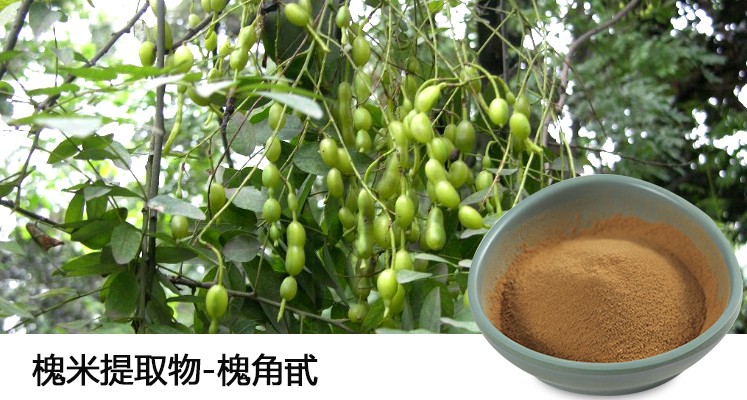 槐角提取物槐角甙.jpg 槐角提取物槐角甙.jpg