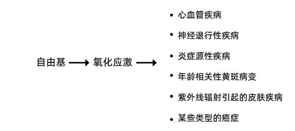 羥基酪醇消除了引起氧化應激的自由基.jpg