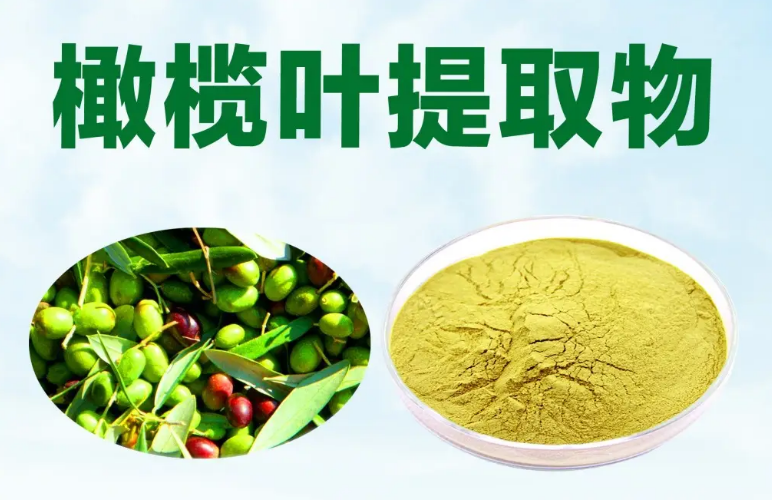 橄欖葉提取物 橄欖葉提取物
