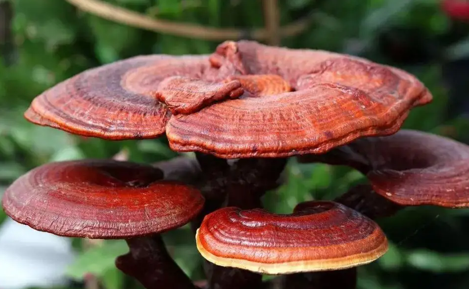 靈芝提取物功效和作用