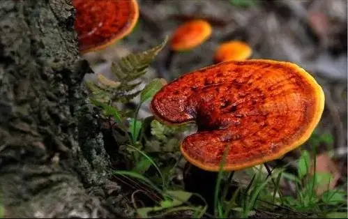 靈芝提取物對皮膚的作用