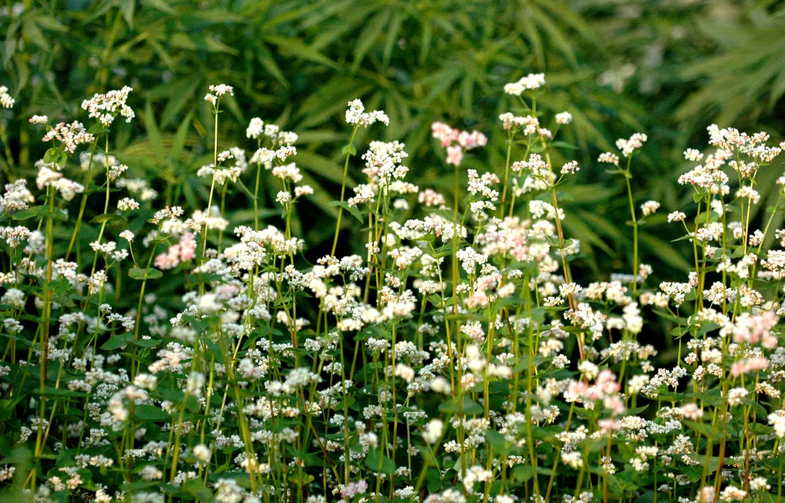 植物提取物開發的熱點與痛點