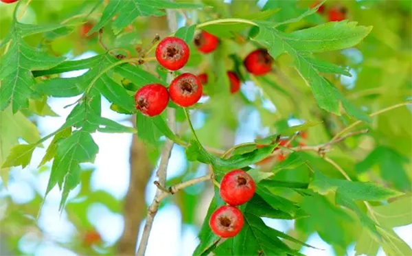 山楂葉提取物廠家——陜西富恒生物