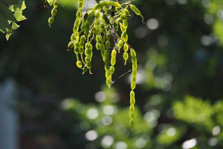 槐角提取物——槐角甙/槐角苷 CAS號152-95-4