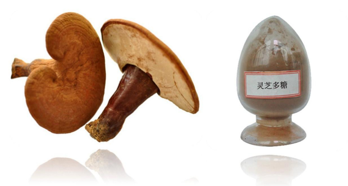 其他原料靈芝多糖的健康益處