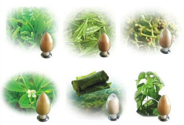 如何為植物提取物選擇合適的溶劑？以及植物提取物的儲存問題