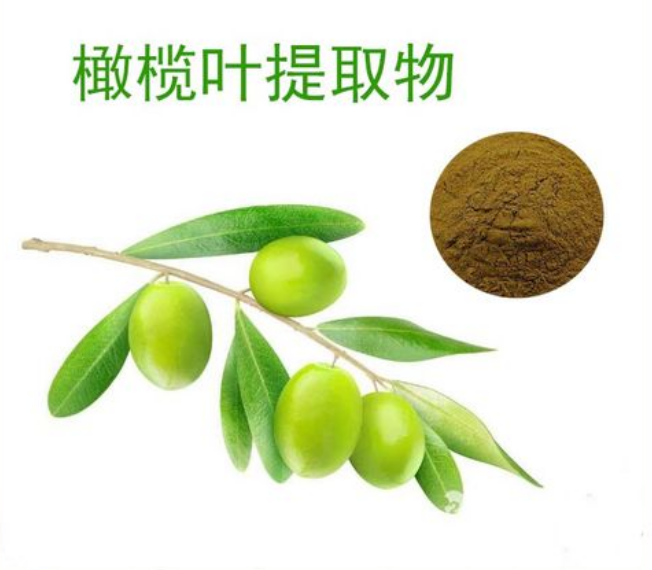 橄欖葉提取物的使用