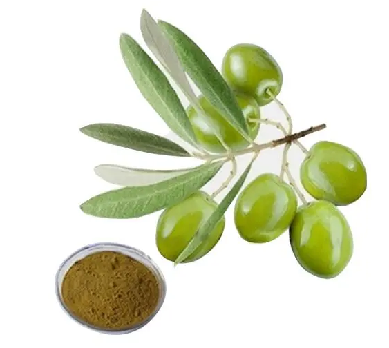  含有橄欖葉提取物的乳霜對人體皮膚的嫩膚有益