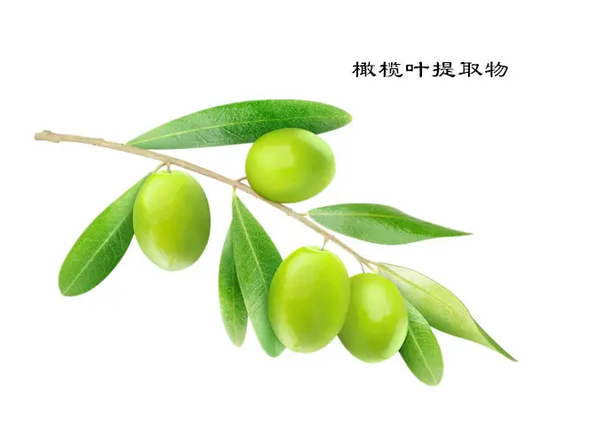 橄欖葉提取物——橄欖苦苷和羥基酪醇的人體吸收和代謝