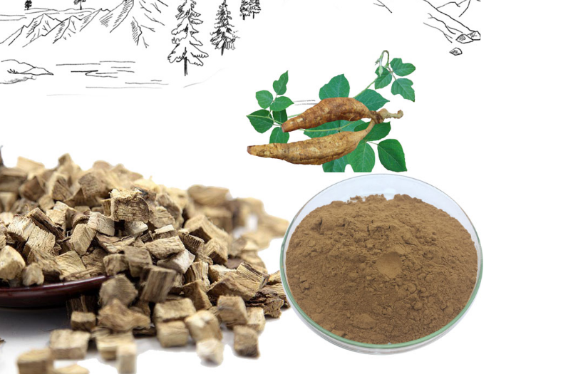其他原料葛根提取物的益處