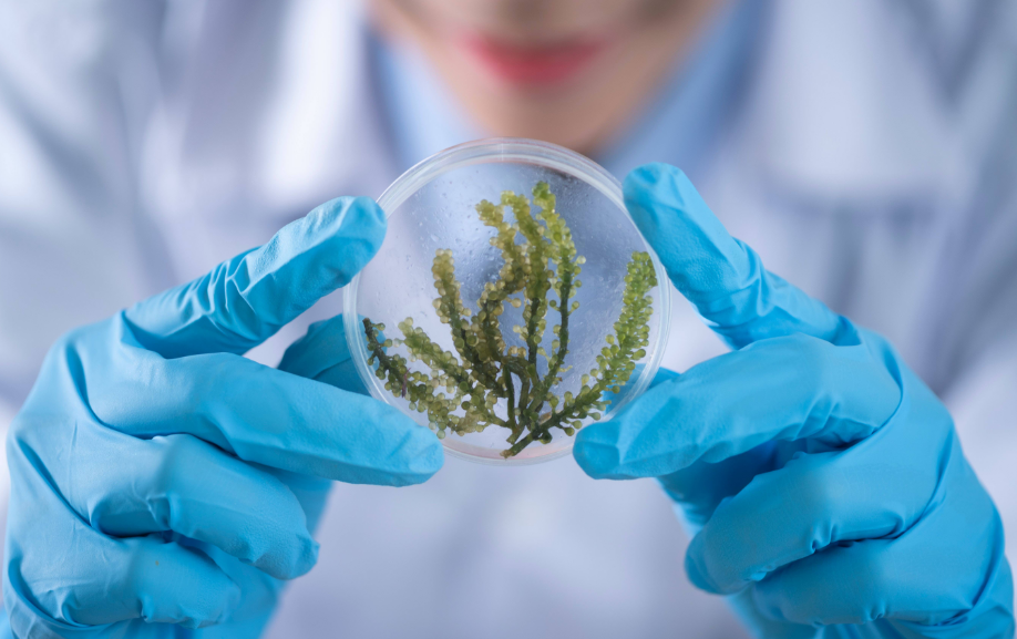 植物提取物的提取方法與哪些？