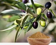 探索橄欖葉提取物的潛在健康益處|富恒生物