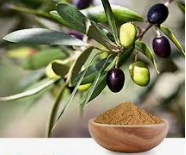 橄欖葉提取物的益處|富恒生物